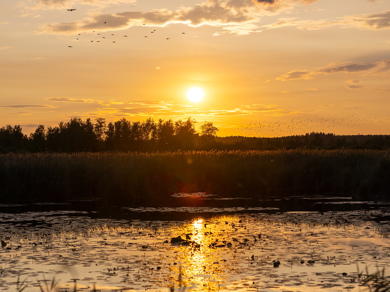 Sonnenuntergang am Federsee bei Bad Buchau